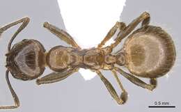 Слика од Aphaenogaster subterraneoides Emery 1881