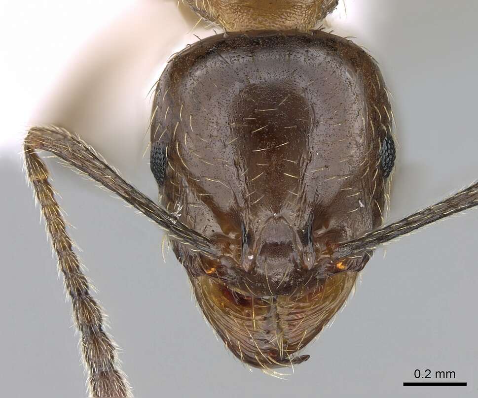 Слика од Aphaenogaster subterraneoides Emery 1881