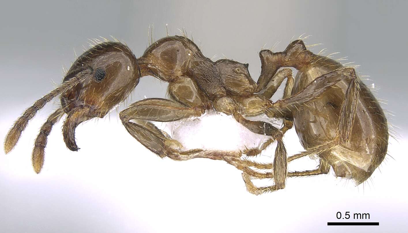 Слика од Aphaenogaster subterraneoides Emery 1881