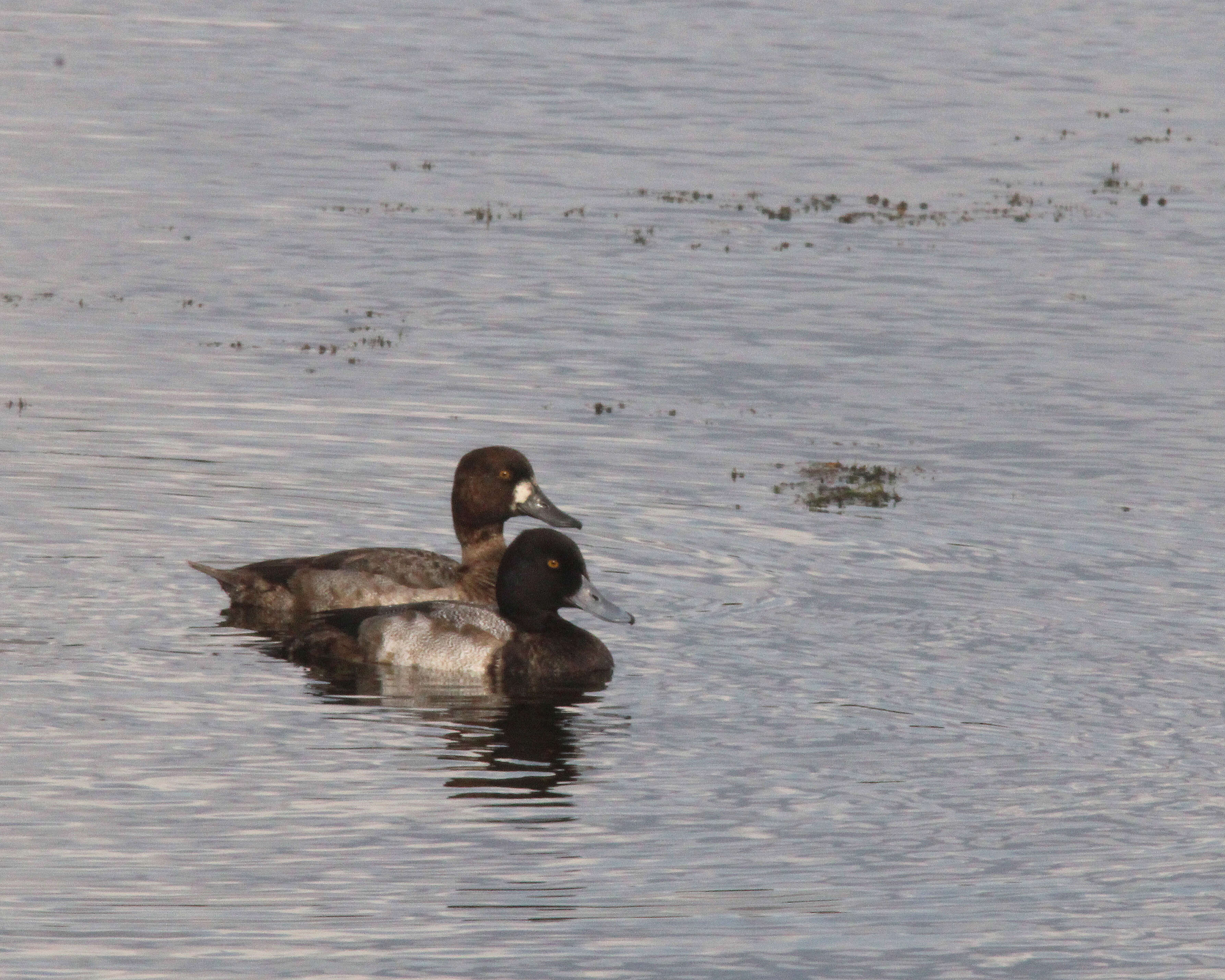 Image of Lesser Scaup