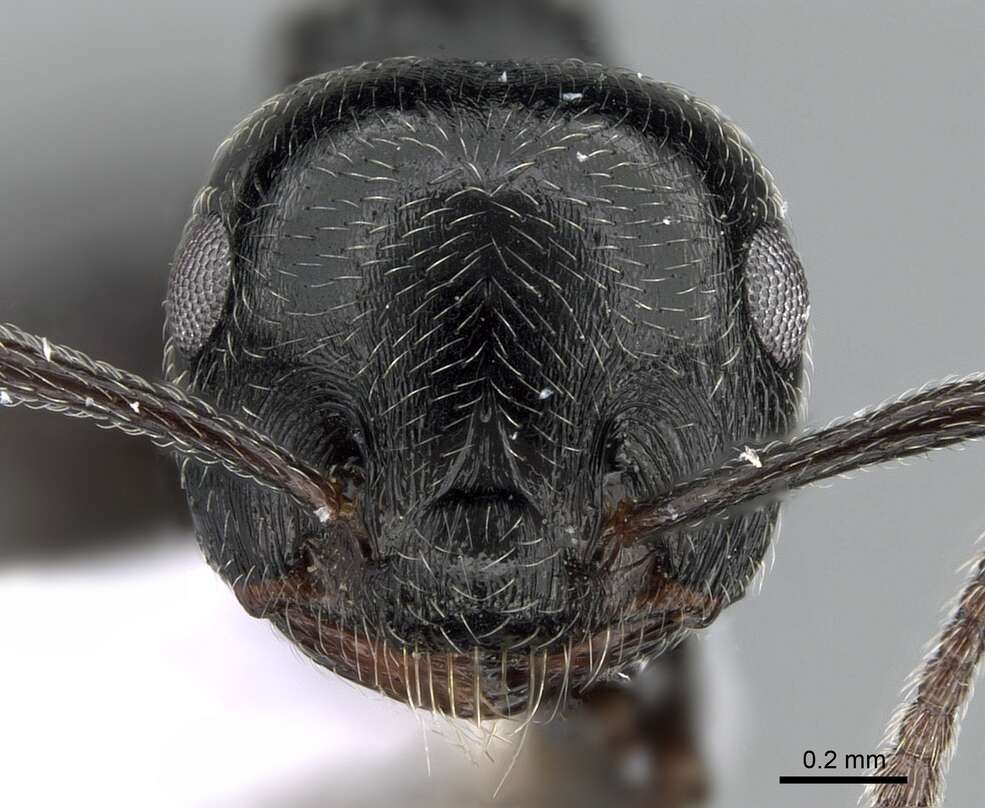 Image of Crematogaster laestrygon Emery 1869