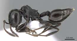 Image of Crematogaster laestrygon Emery 1869