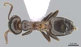 صورة Crematogaster auberti Emery 1869