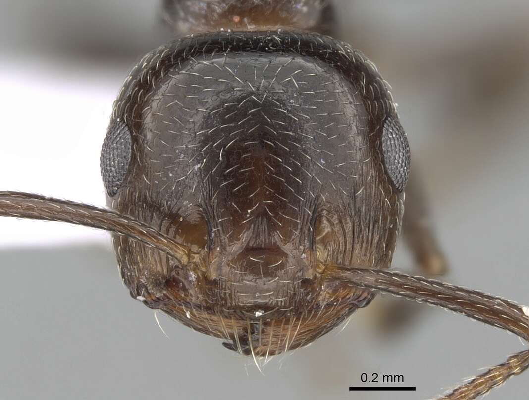 صورة Crematogaster auberti Emery 1869