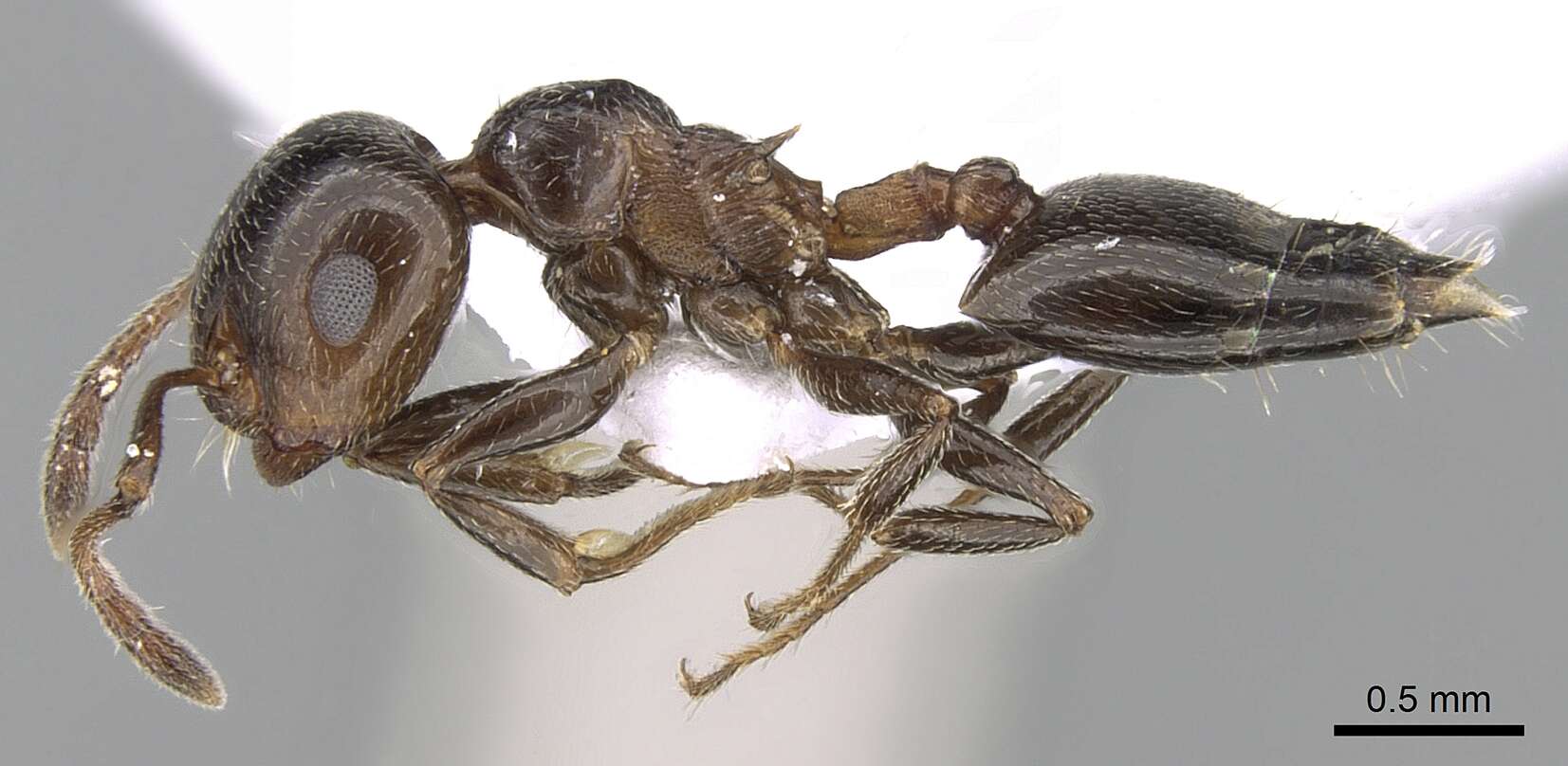 صورة Crematogaster auberti Emery 1869