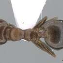 Image of Crematogaster jehovae Forel 1907