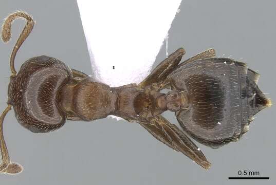 Image of Crematogaster jehovae Forel 1907