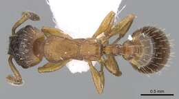 Image of Leptothorax gredleri Mayr 1855