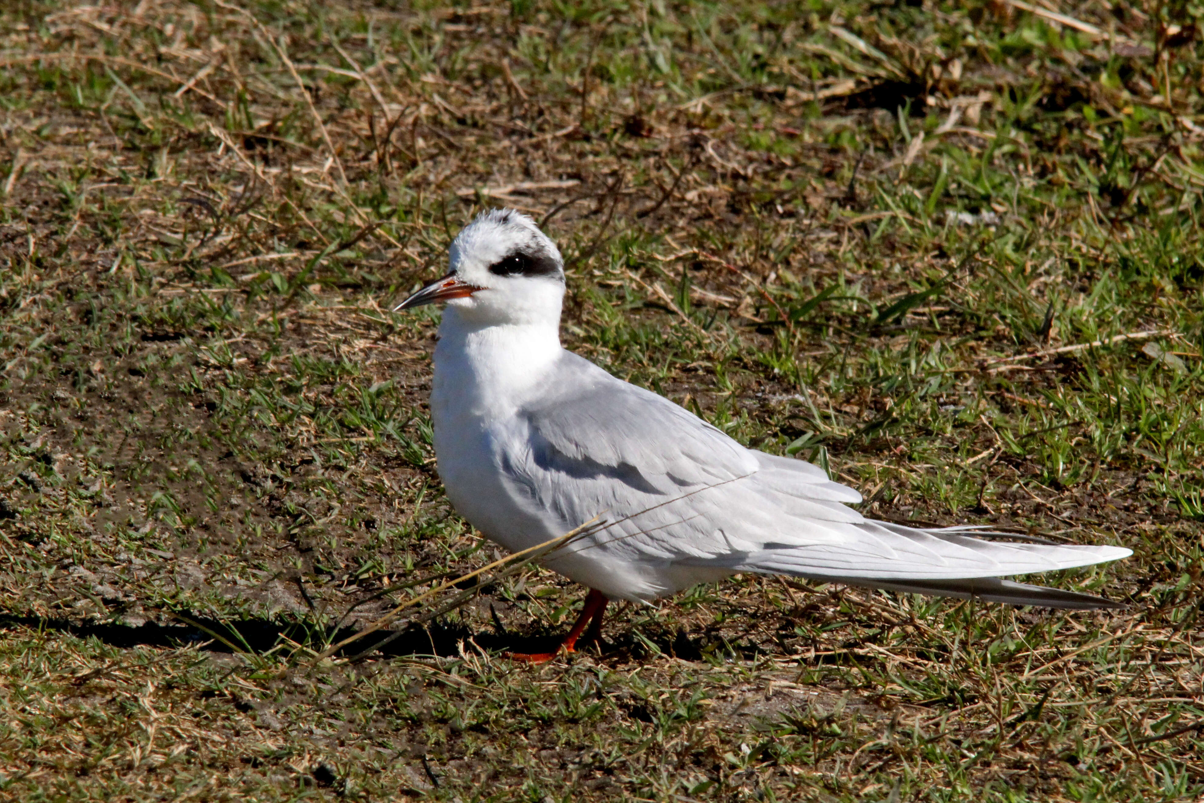 Image of Forster's Tern