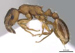 Image of Leptothorax gredleri Mayr 1855
