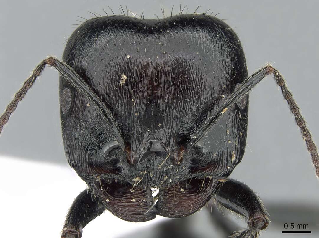 Sivun Messor barbarus (Linnaeus 1767) kuva