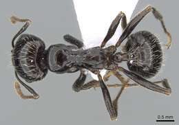 Image of Messor barbarus (Linnaeus 1767)