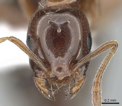 Image of Monomorium creticum (Emery 1908)