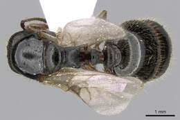 Image of Tetramorium impurum (Foerster 1850)