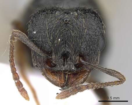 Image of Tetramorium impurum (Foerster 1850)