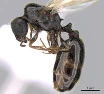 Image of Tetramorium impurum (Foerster 1850)