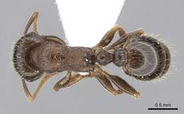 Image of Tetramorium impurum (Foerster 1850)