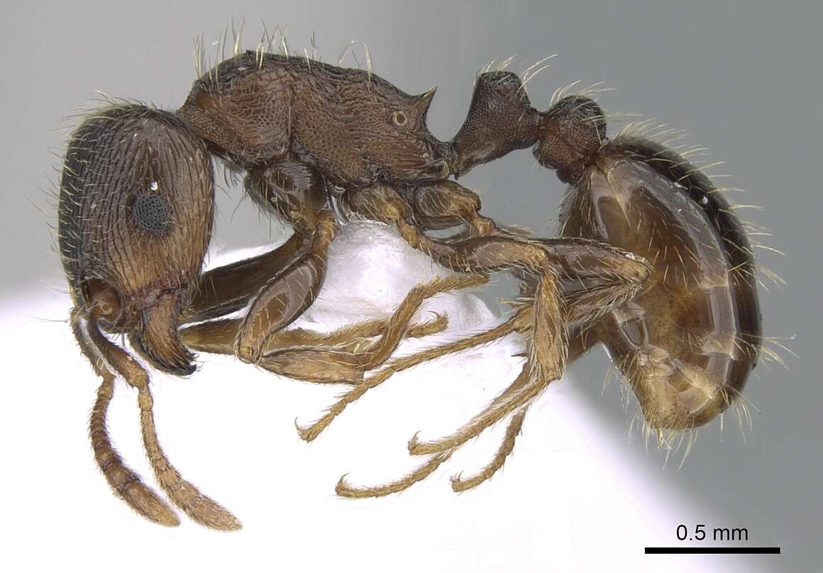 Image of Tetramorium impurum (Foerster 1850)