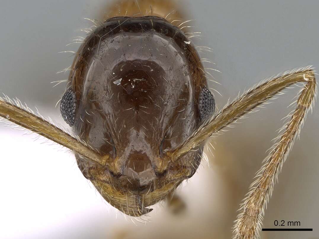 Image of Temnothorax recedens