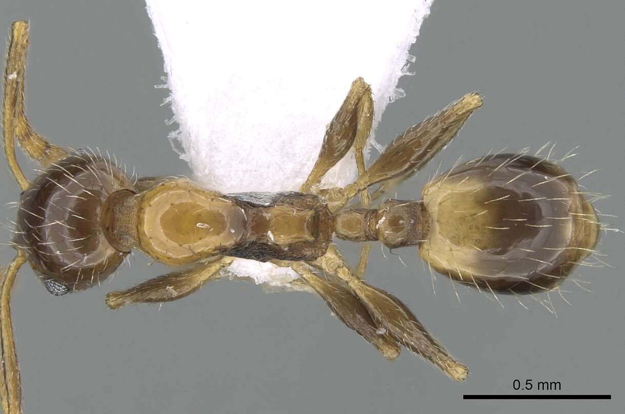 Image of Temnothorax recedens