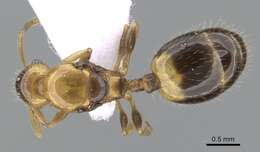 Image of Temnothorax recedens