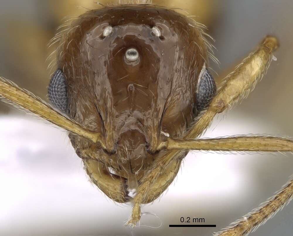 Image of Temnothorax recedens