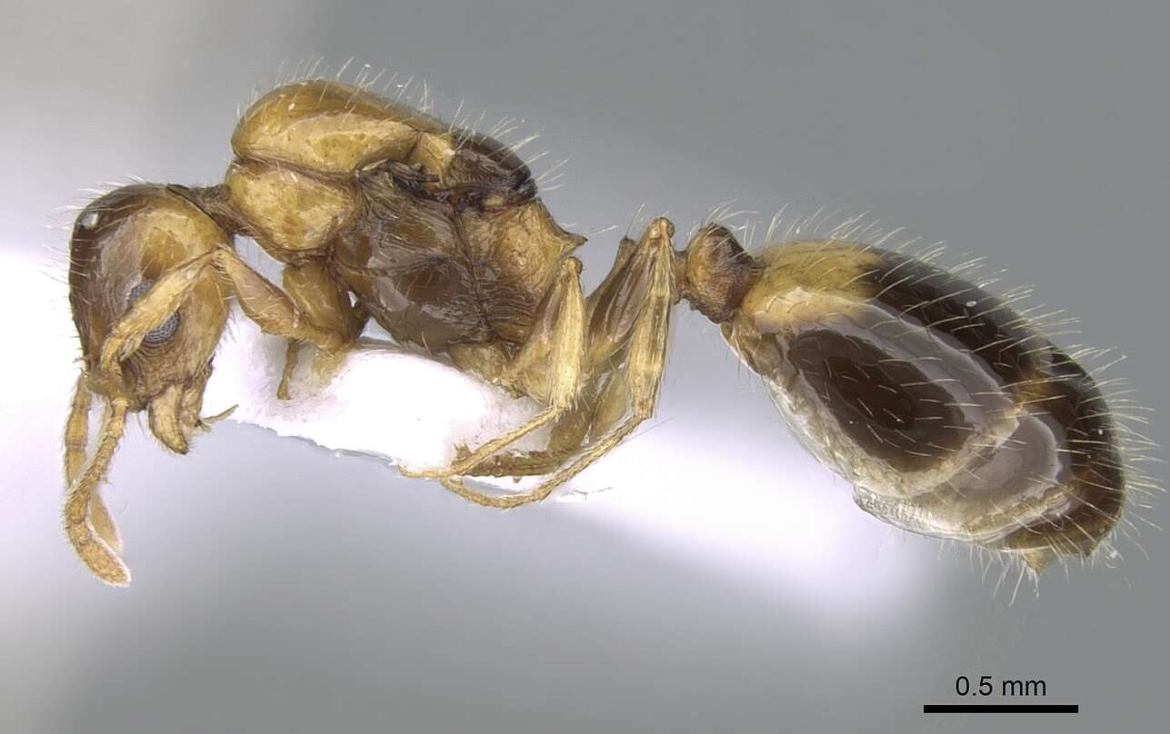 Image of Temnothorax recedens