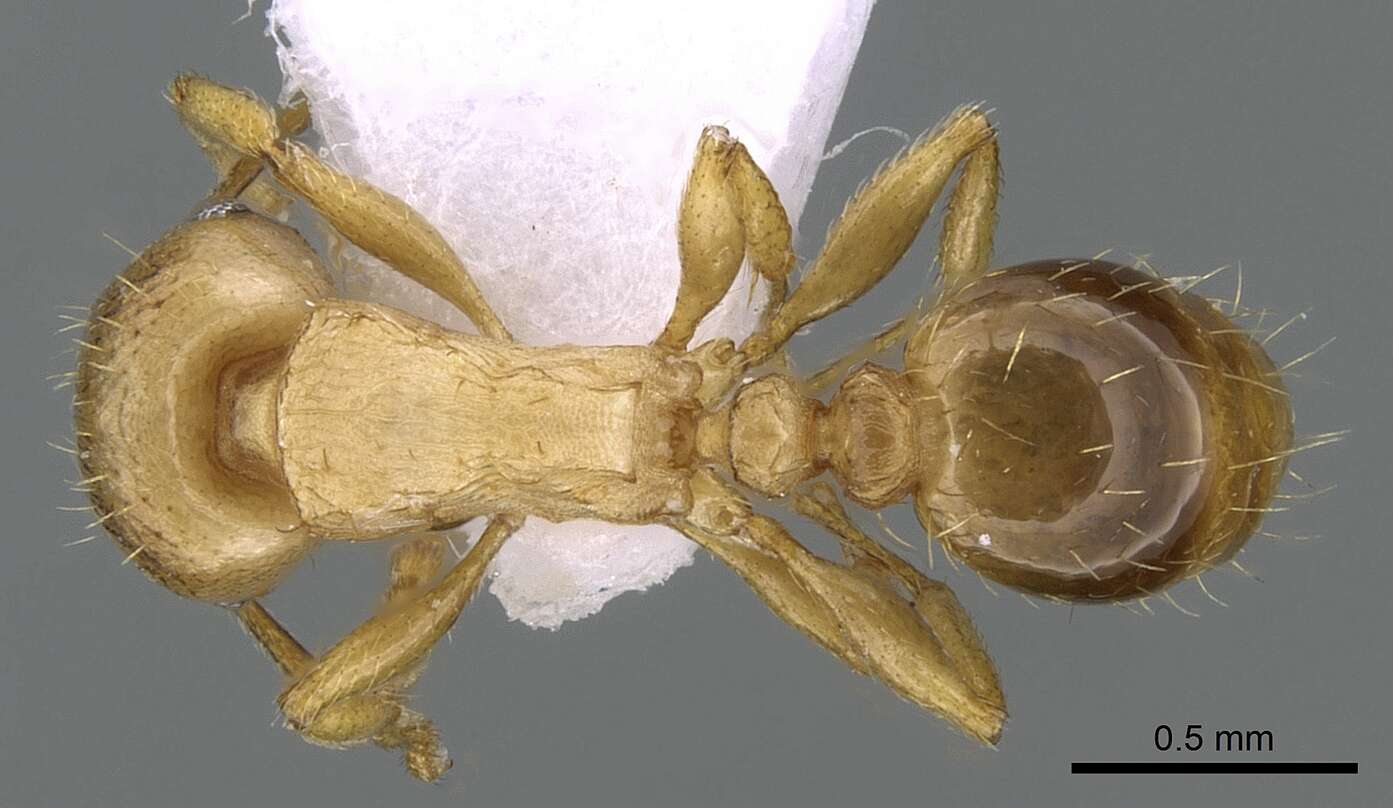 Image of Tetramorium meridionale Emery 1870