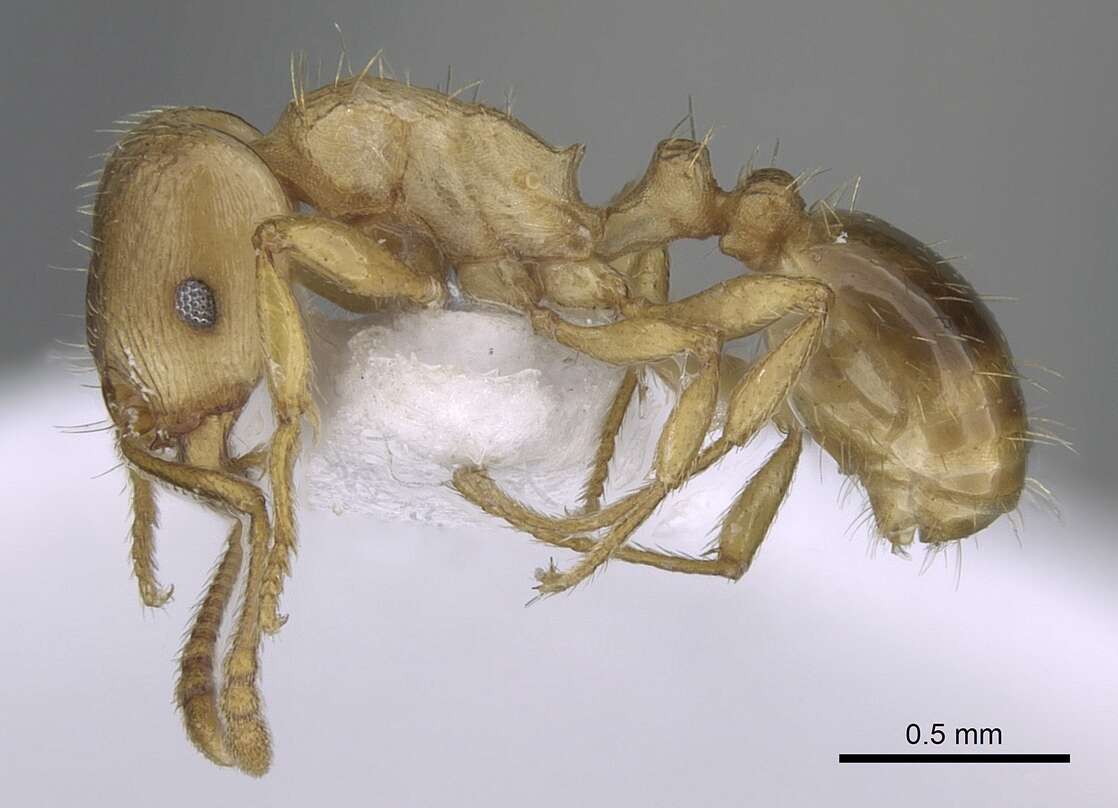 Image of Tetramorium meridionale Emery 1870