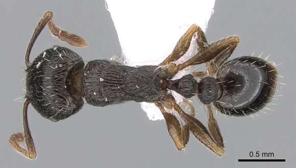 Image of Tetramorium forte Forel 1904