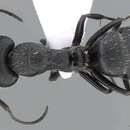 Image of Camponotus boghossiani Forel 1911