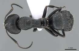 Imagem de Camponotus boghossiani Forel 1911