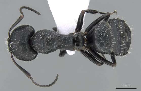 Image of Camponotus boghossiani Forel 1911