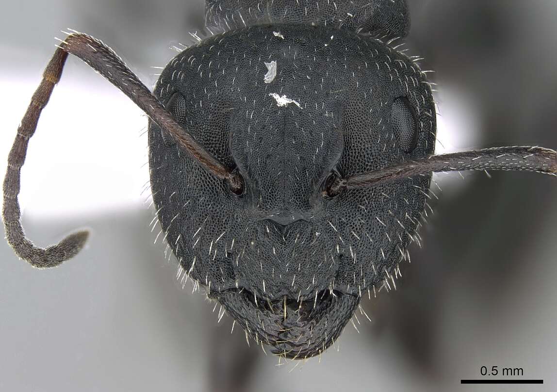 Imagem de Camponotus boghossiani Forel 1911