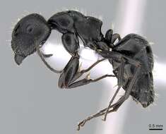 Imagem de Camponotus boghossiani Forel 1911