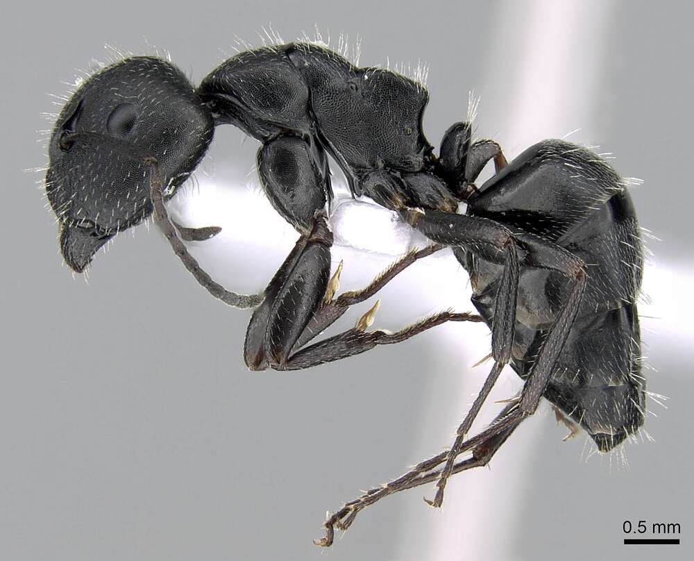 Imagem de Camponotus boghossiani Forel 1911