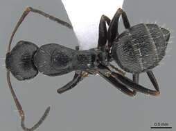 Imagem de Camponotus boghossiani Forel 1911