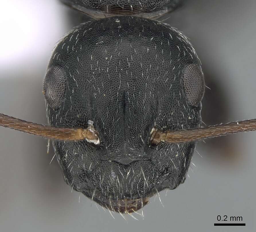 Imagem de Camponotus boghossiani Forel 1911