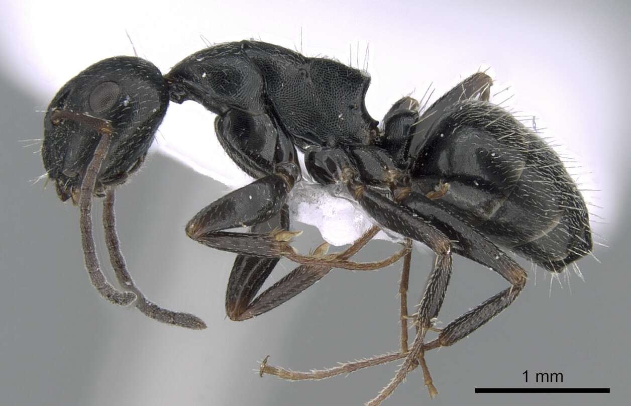 Imagem de Camponotus boghossiani Forel 1911