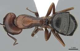 Image of Camponotus aethiops (Latreille 1798)