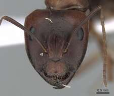 Image of Camponotus aethiops (Latreille 1798)