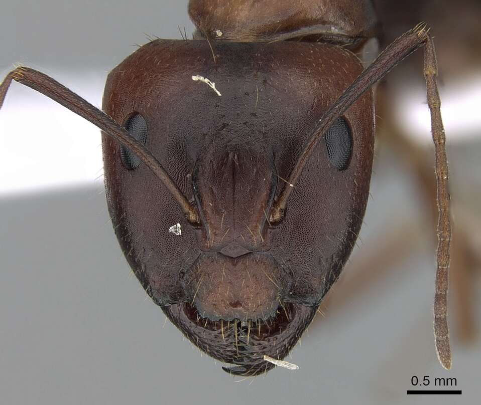 Image of Camponotus aethiops (Latreille 1798)