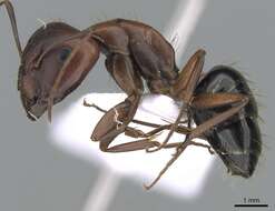 Image of Camponotus aethiops (Latreille 1798)