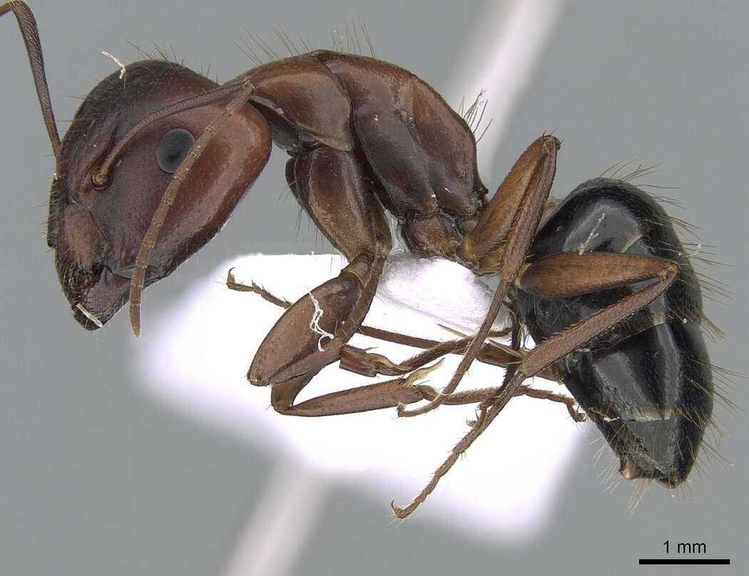 Image of Camponotus aethiops (Latreille 1798)