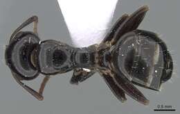 Слика од Camponotus candiotes Emery 1894