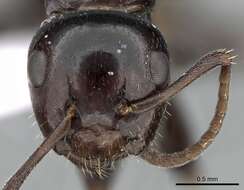 Слика од Camponotus candiotes Emery 1894