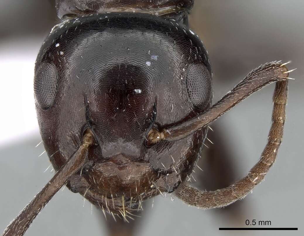 Слика од Camponotus candiotes Emery 1894