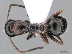 Слика од Camponotus candiotes Emery 1894