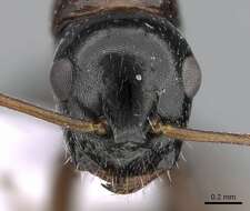 Слика од Camponotus candiotes Emery 1894