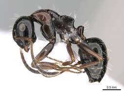 Слика од Camponotus candiotes Emery 1894